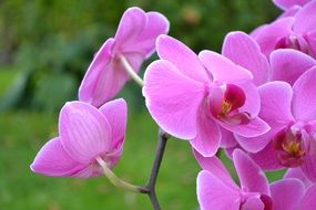 amazing beauty orchids