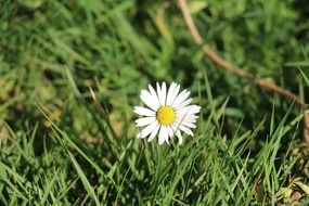 impressive daisy flowers