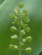 green plant with seed capsules