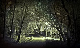 trail in the winter forest at night