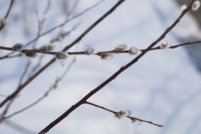 furry catkins in the end of winter