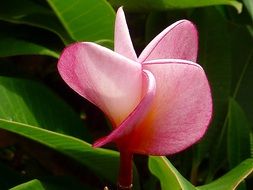 Pink jasmine flower