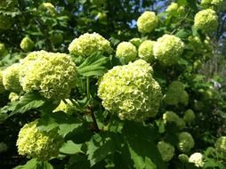 bright summer hydranger