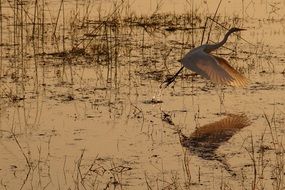 Heron takes off from the lake
