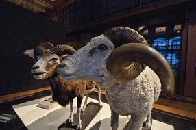 two long horned stuffed rams in museum, france, paris