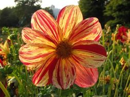 garden dahlia