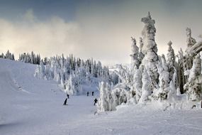 trees in the snow at the foot of the mountain