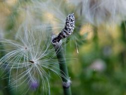 filigree nature macro shot