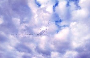 flock of geese on a background of blue clouds