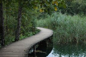 wooden bridge over a small river in a green forest