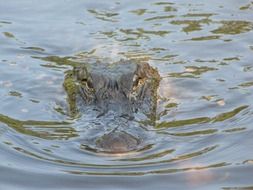 alligator animals