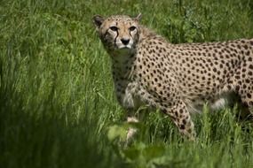 cheetah in wild