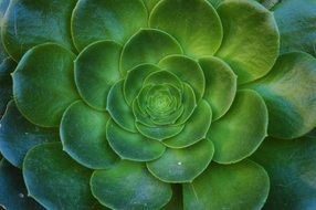closeup photo of green round leaves of succulent