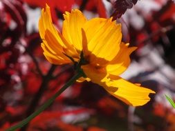 Macro Picture of yellow blossoms