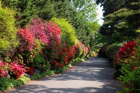 road with flowering bushes