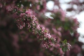 tree with tiny pink flowers