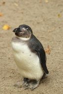 small penguin close up