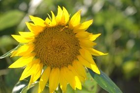 macro photo of yellow sunflower in nature