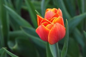 beautiful red tulip in a dutch garden