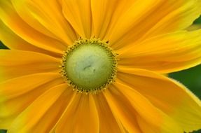 open yellow blossom in nature