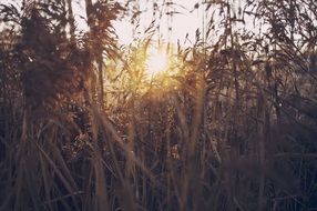 The sun behind the grass in the pasture