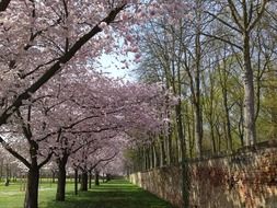 breathtaking cherry blossom