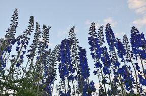 blue lupins against the sky
