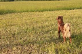 brown dog with a fluffy tail in the countryside