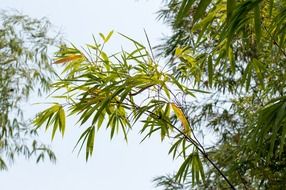 Green plant of bamboo in the botanical garden