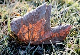 frosted maple leaf on grass