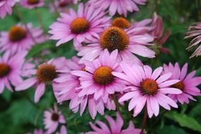 lilac flowers blooming in the garden in summer
