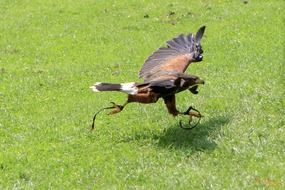 taking off common buzzard