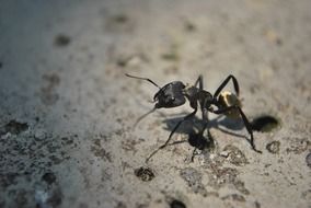 ant on stone