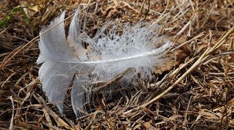 extraordinary feather bird