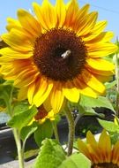 a bee sitting on a big yellow sunflower