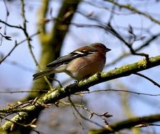 chaffinch perching bare branch, songbird