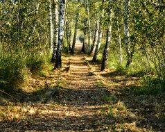 path in a romantic birch forest