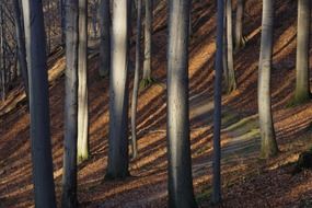straight tree trunks with long shadows in autumn forest