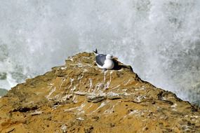 wild Seagull sitting on the edge of a rock