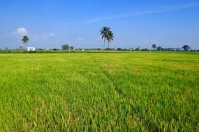 paddy cultivation in India