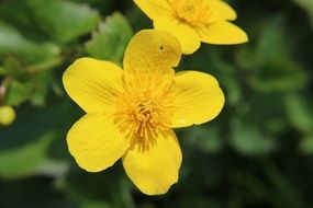 marsh marigold flower, macro