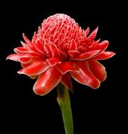 torch ginger blossom