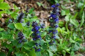 Bugle, blue flowers in green leaves