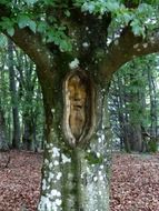 tree face forest