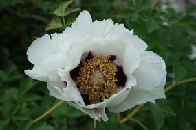white blossom plant close