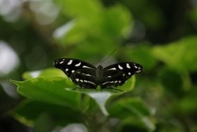 macro photo of black butterfly with white dots on leaf