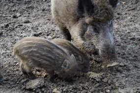 wild boar with children