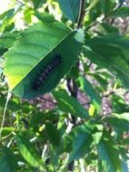 black spiny caterpillar on a leaves