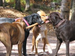 funny dogs playing with stick