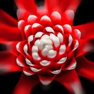 exotic red-white flower close-up